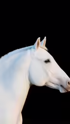 this white horse has a black background with a line of white spots on the face