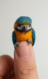 someone holding a tiny bird in their left hand
