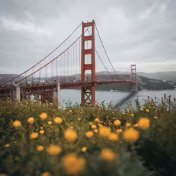 a view of the golden gate bridge with yellow flowers in the foreground