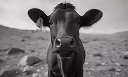 there is a cow in the middle of nowhere