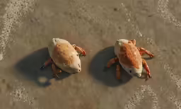 there is a crab with two different colors
