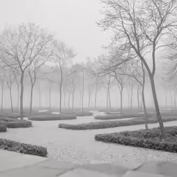 many trees that are in the middle of a park