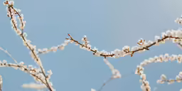 a bird is sitting on a branch of a tree