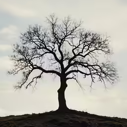 silhouette of tree on slope under cloudy sky