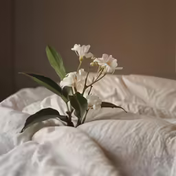 a white flower on top of a bed