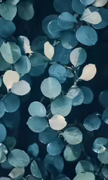 blue and white leaves on the branch with drops