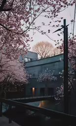the view of trees in bloom with a sky background