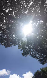the sun shines on some green trees