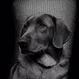 a dog with a collar sitting in a chair