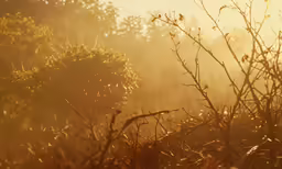 an autumnal view of a misty forest