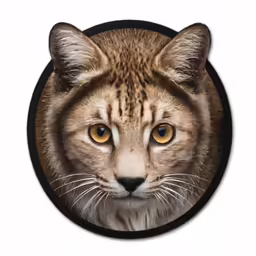 the picture shows an exotic cat with a long mane and large yellow eyes
