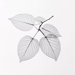 a branch with two leaves on it against the sky