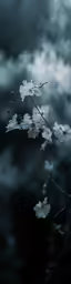 the branches have flowers and water on them