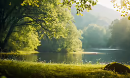 a dog relaxing in the shade of the trees by a river