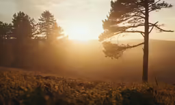 a sunset at the top of a hill with tall trees