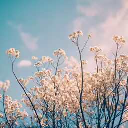 there is a white flowery plant that is on the tree