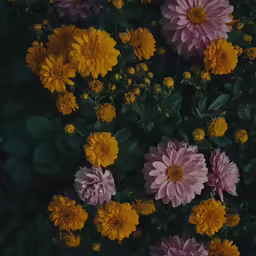 this is the same image as above flowers and leaves