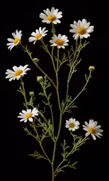 daisies on a dark background, with the stems looking like they are being blossomed