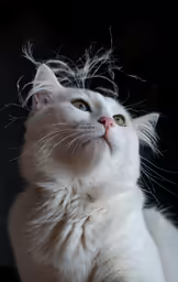 a close up of a cat looking up