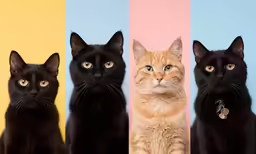 four black, orange, and beige cats in different sizes