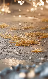 a close up of food on the ground