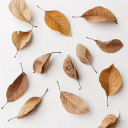 a group of dry leaves with the ends cut off