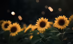 sunflowers blooming at the side of the road on a rainy day