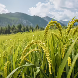 the tall grass has beautiful yellow flowers growing out of it