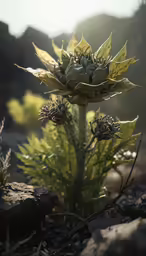 a yellow flower is growing in some rocks