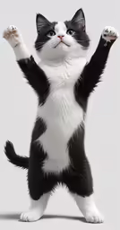 there is a cat that is playing with his arms