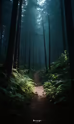a path surrounded by tall trees and grass