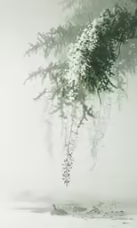 a lone tree casts its shadows on a misty day