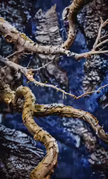 a tree with thin branches in front of a mountain