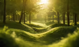 a lush green forest covered in lots of sunlight