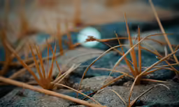 dry weeds growing in the grass on a rock