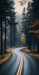 the road in the middle of the woods has yellow arrows