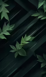 some green leaves are on a black background