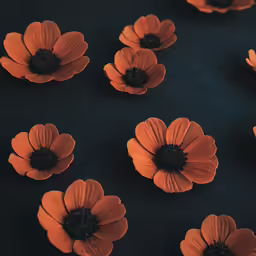 several orange flowers sit on a black background