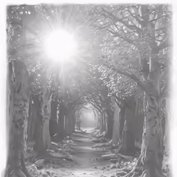 black and white photograph of light on trees on path