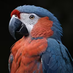 red and blue bird sits in the middle of its stand