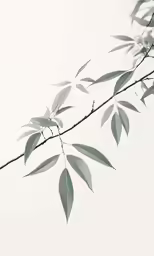 an unfurnished photograph of leaves against a gray background