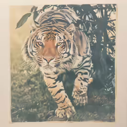 a close up of a tiger walking along a grassy field