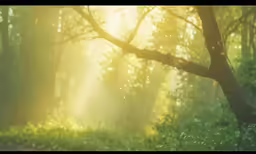 a very pretty green forest with a lot of sun shining through
