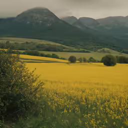 yellow wildflowers grow in a grassy, hilly area