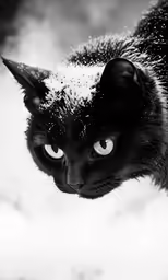 black cat looking into the camera and snow on its face