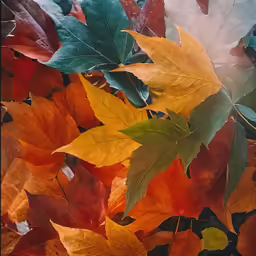 closeup of leaves on a tree displaying colors