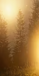 a close up of some grass and trees