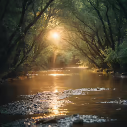 a river running through the middle of a forest