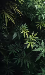 a green leafy plant is displayed in front of green foliage