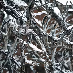 snow covered tree branches with a red building in the background